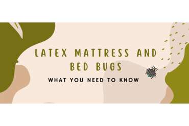 Latex Mattress and Bed Bugs – What You Need to Know